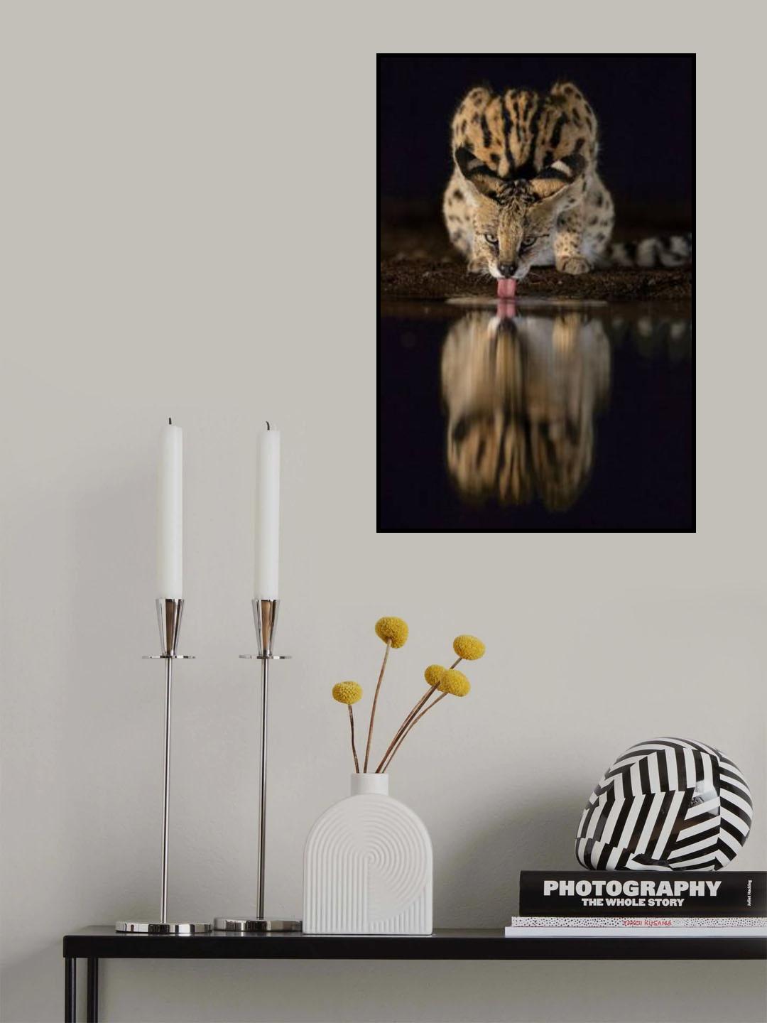 The serval Poster och Canvastavla
