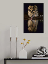 The serval Poster och Canvastavla
