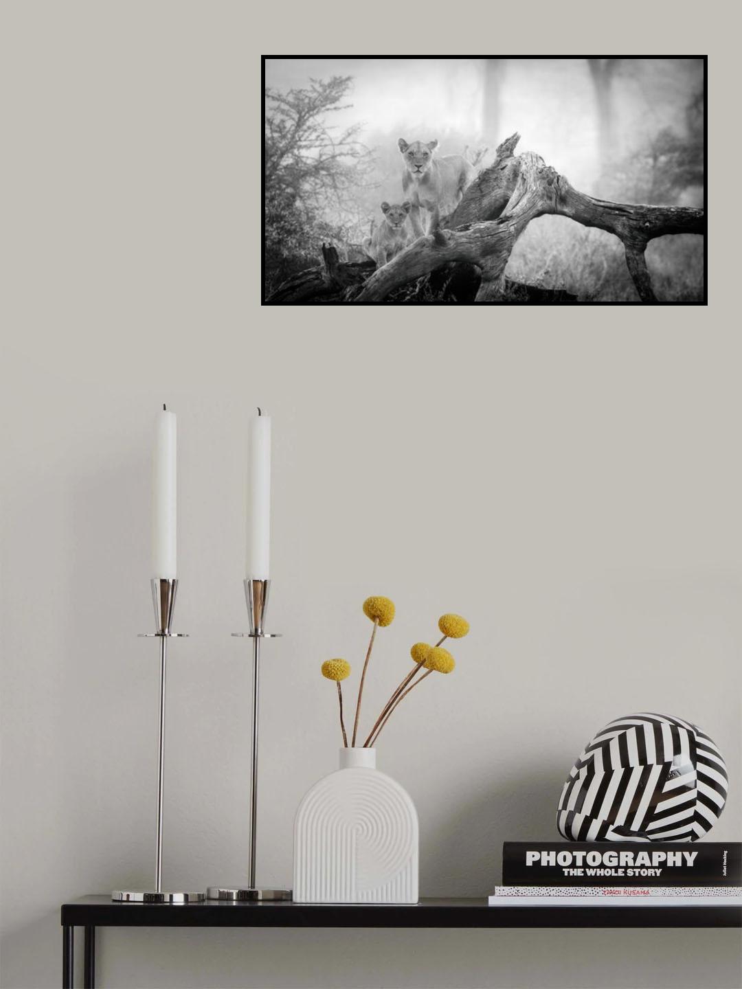 Pride of Africa Poster och Canvastavla