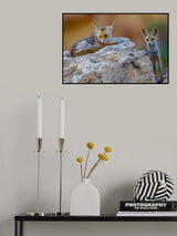 Fox family Poster och Canvastavla