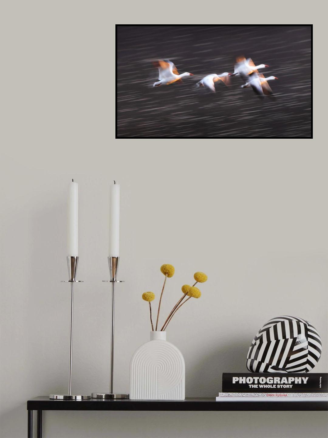 Soaring Snow Geese Poster och Canvastavla
