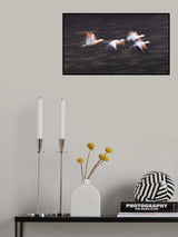 Soaring Snow Geese Poster och Canvastavla