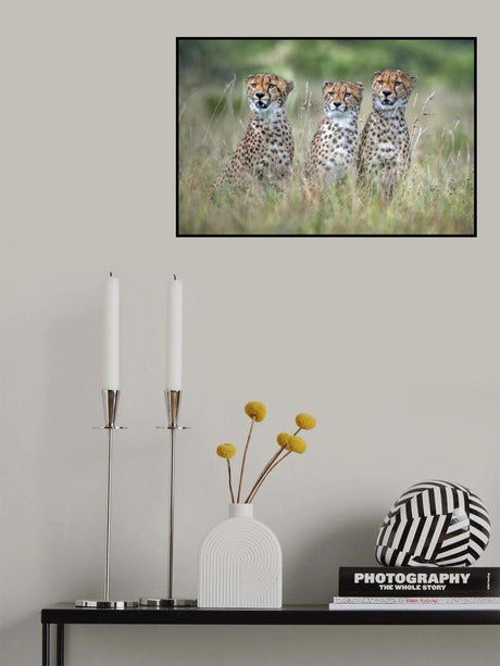Cheetah cubs Poster och Canvastavla