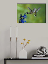 Fierce flutter Poster och Canvastavla