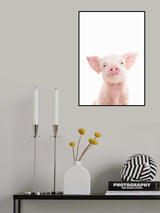 Baby Pig Poster och Canvastavla