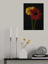 multicolored Gerbera flowers Poster och Canvastavla