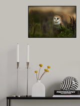 Barn owl Poster och Canvastavla