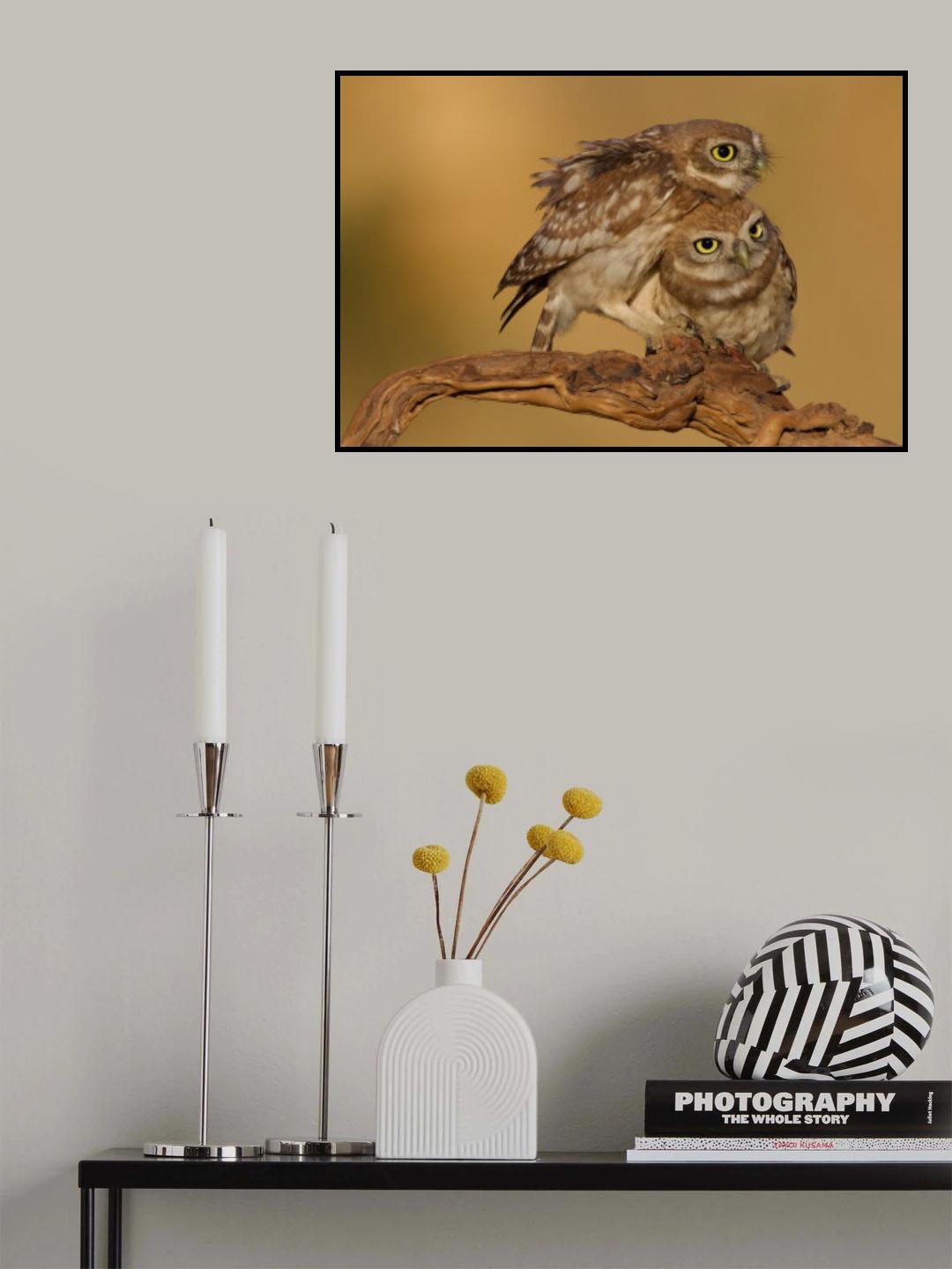 Little owls Poster och Canvastavla