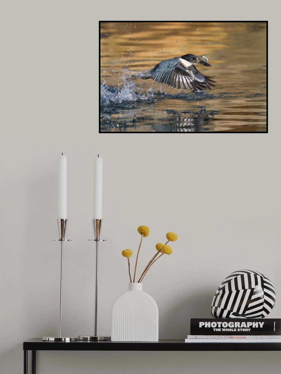 Belted Kingfisher Poster och Canvastavla