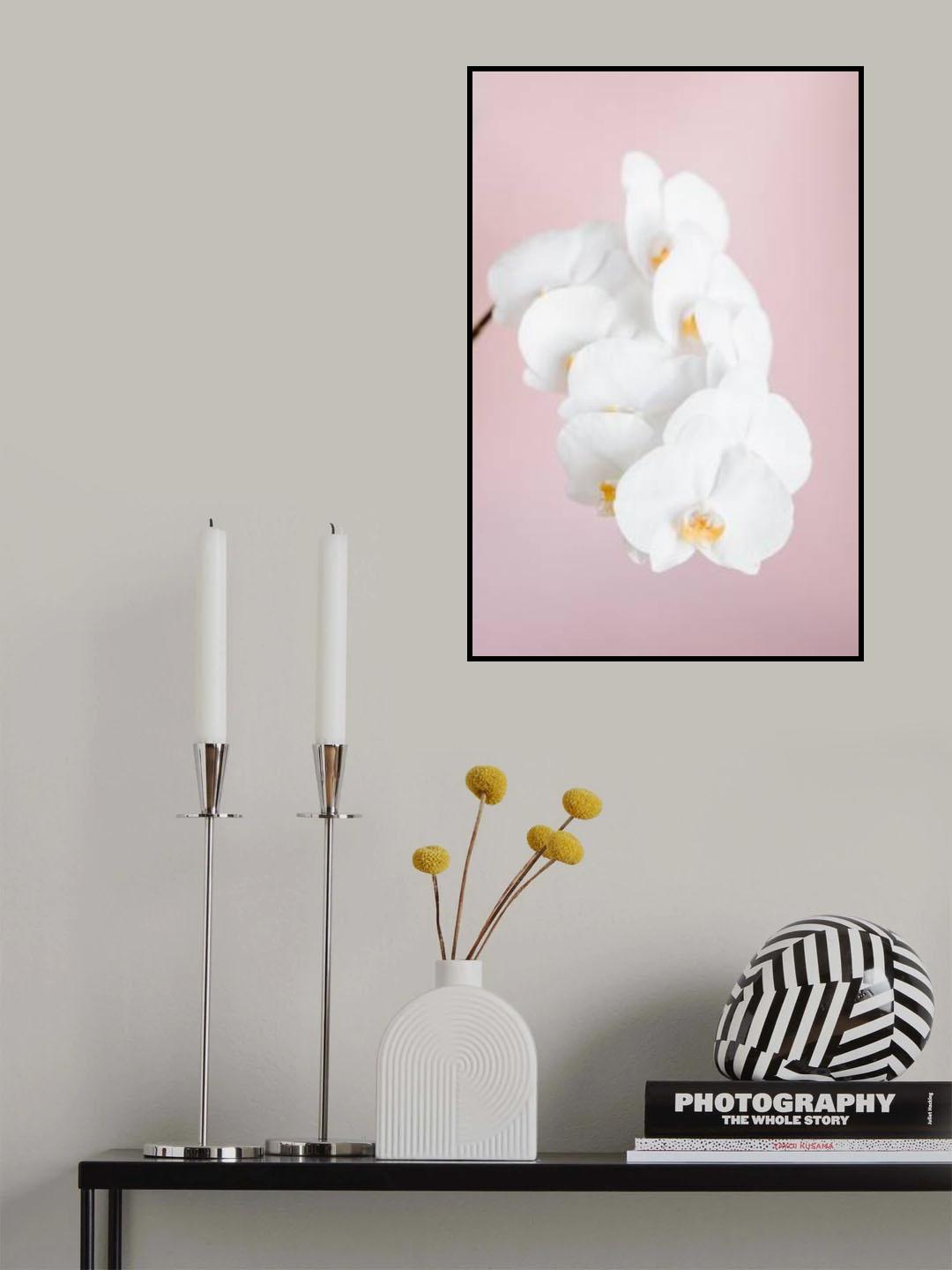 Orchid_2 Poster och Canvastavla