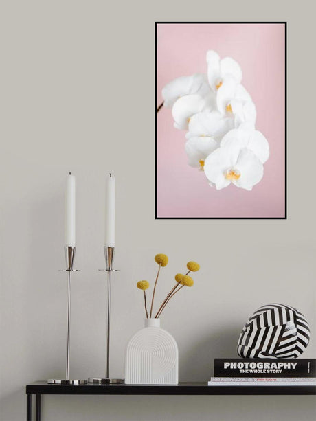Orchid_2 Poster och Canvastavla