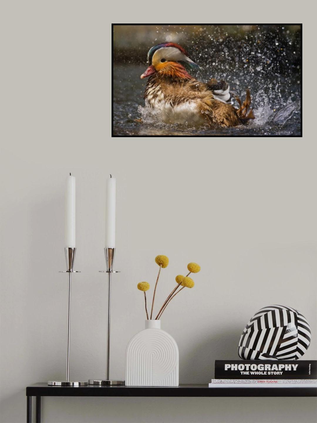 Mandarin Duck Poster och Canvastavla