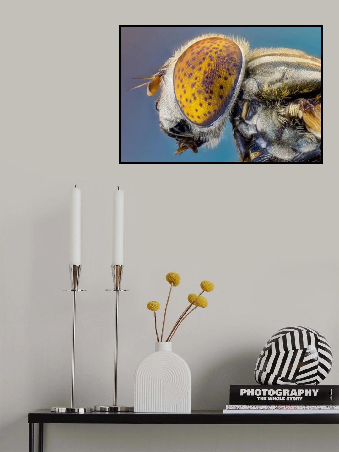 "Large spotty-eyed drone fly" Poster och Canvastavla