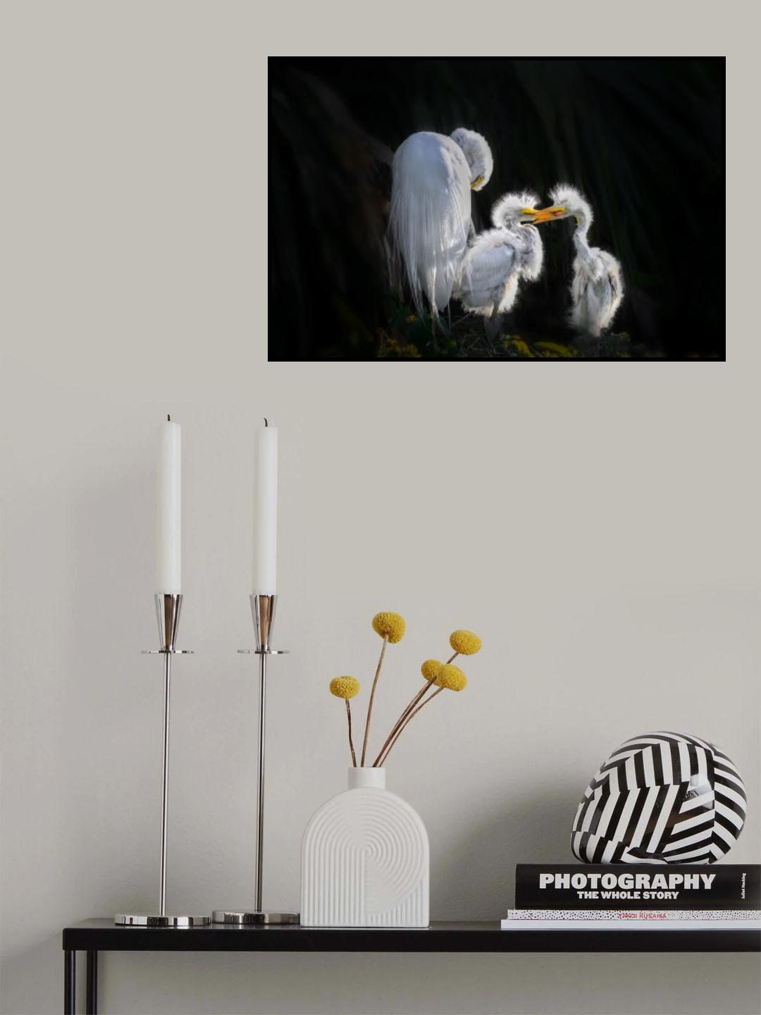 Egret Chicks’ Affectionate Bond Poster och Canvastavla