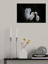 Egret Chicks’ Affectionate Bond Poster och Canvastavla