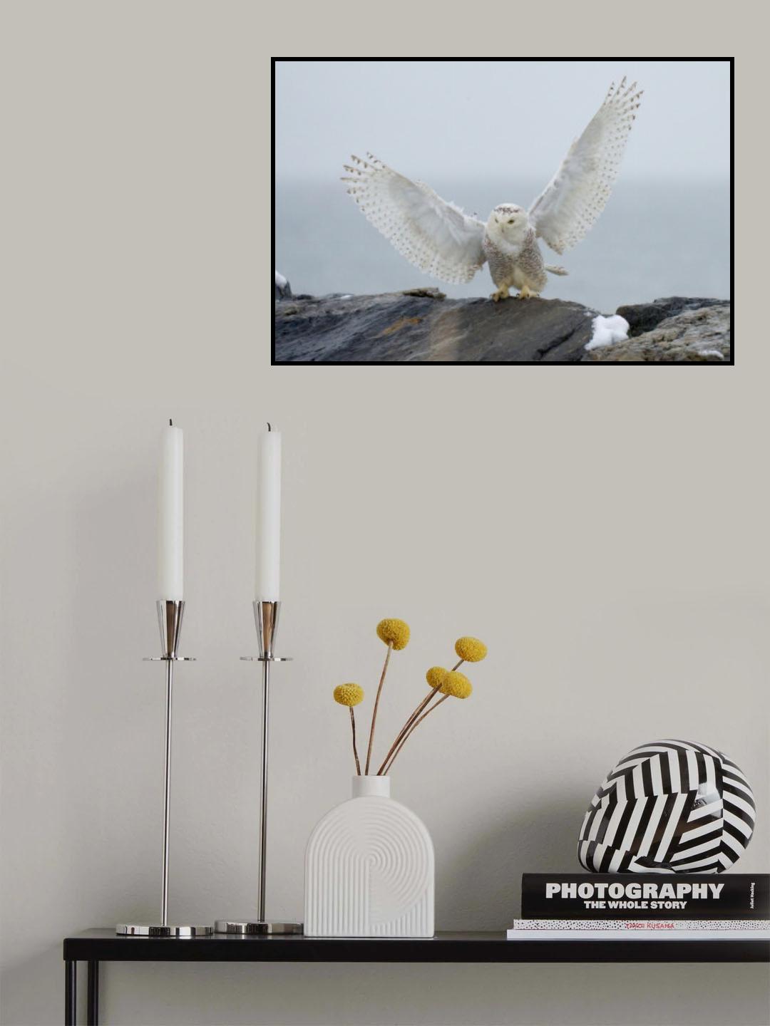 Snowy owl landing Poster och Canvastavla