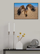 eastern-imperial-eagle Poster och Canvastavla