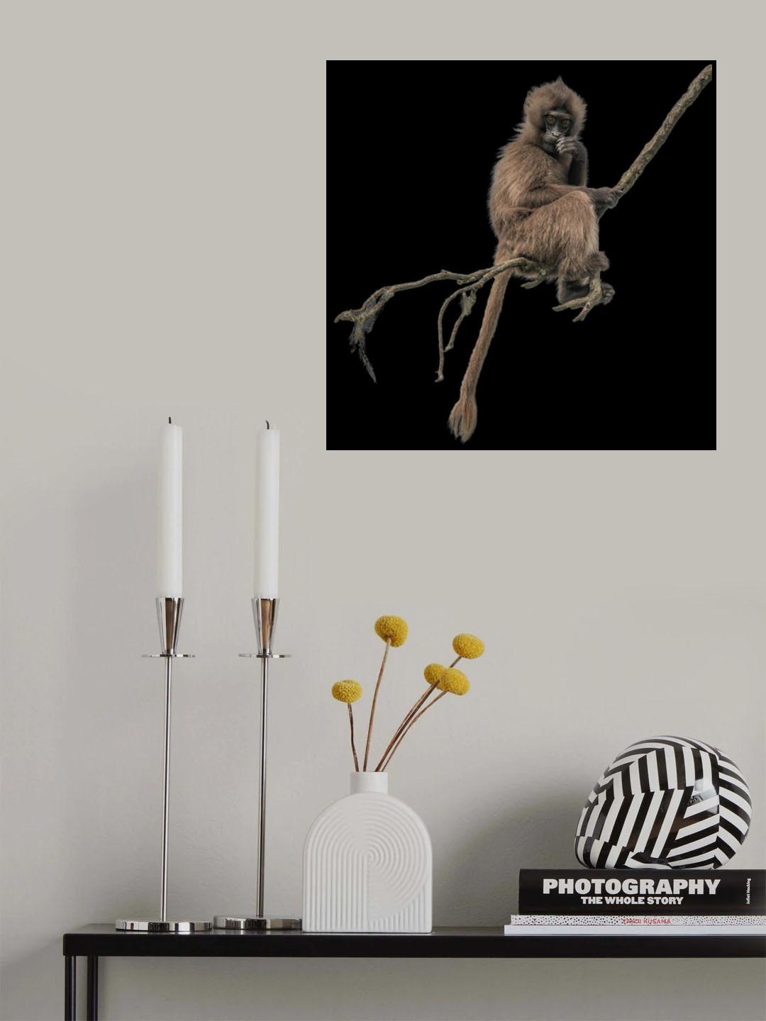 Gelada monkey Poster och Canvastavla