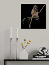 Gelada monkey Poster och Canvastavla