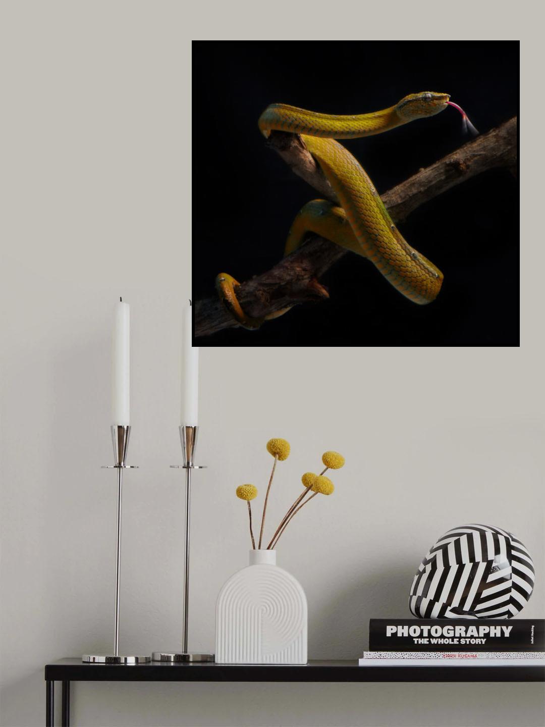 venomous Poster och Canvastavla