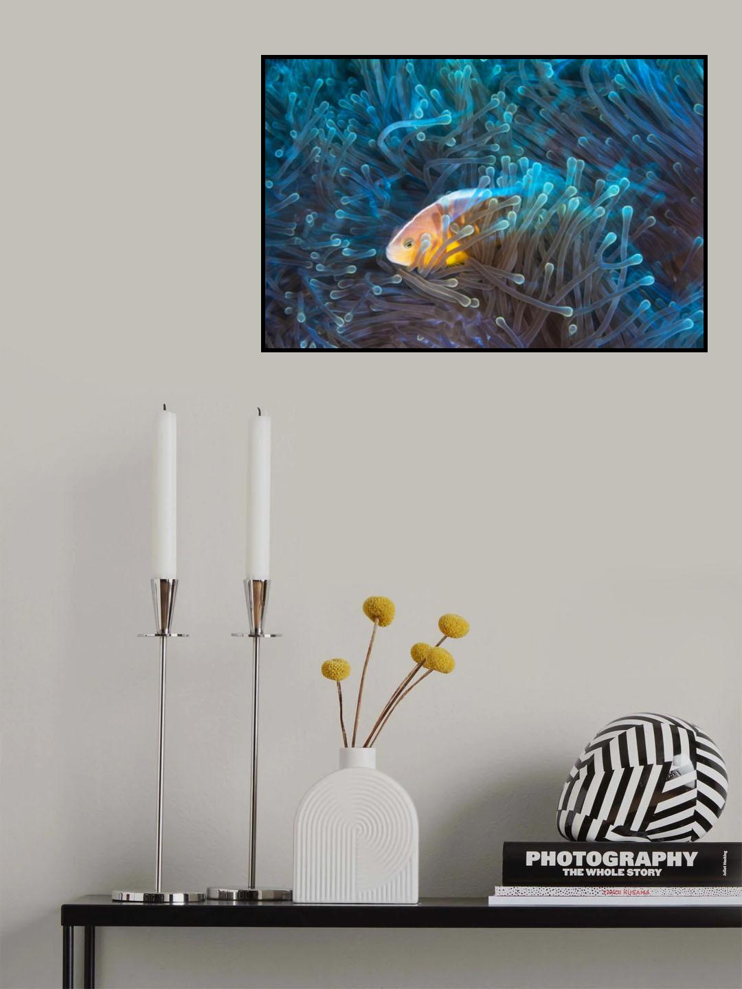 Skunk clownfish Poster och Canvastavla