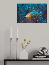 Skunk clownfish Poster och Canvastavla