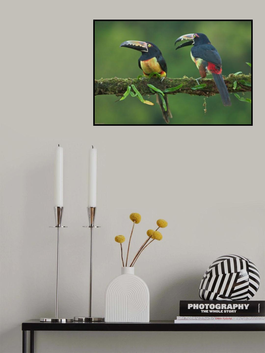 Tukans Poster och Canvastavla
