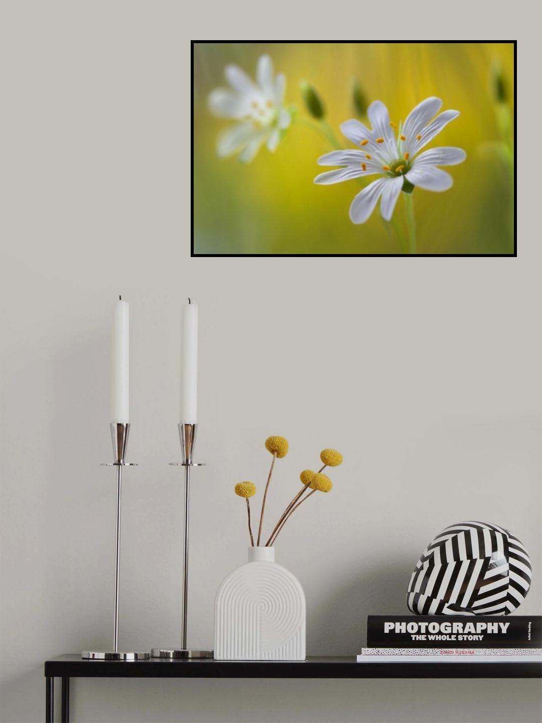 Stitchwort Poster och Canvastavla