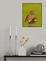 Mommy and Baby Burrowing Owls Poster och Canvastavla
