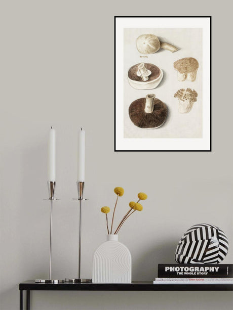 Common Meadow Mushroom, Agaricus Campestris Standing Poster och Canvastavla