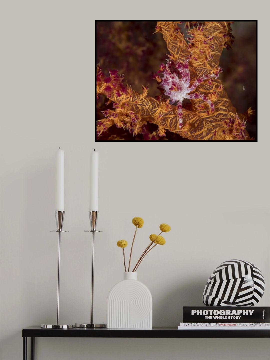 Candy Crab Poster och Canvastavla