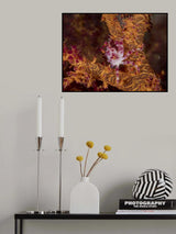 Candy Crab Poster och Canvastavla