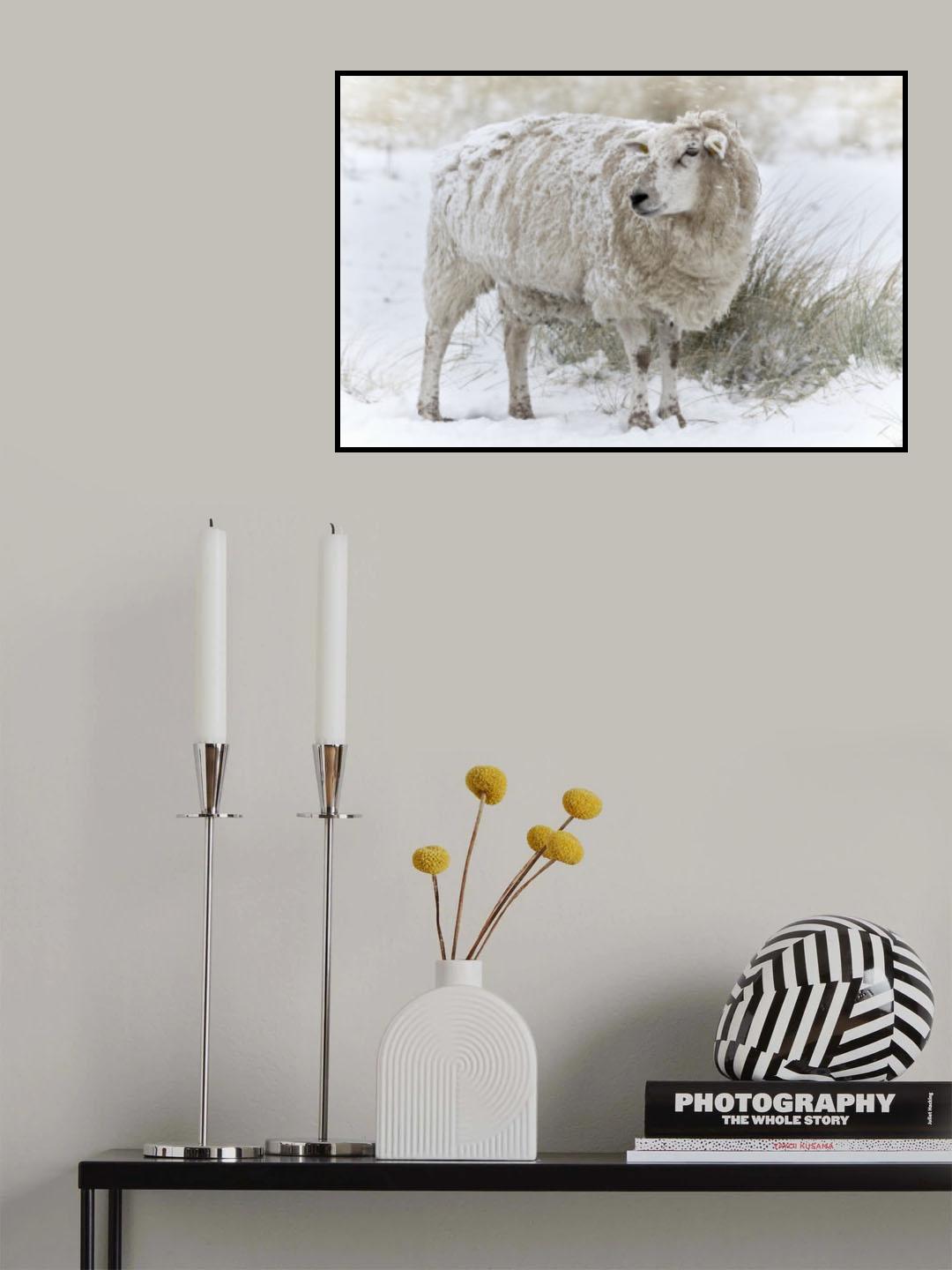 Sheep in snowy dunes Poster och Canvastavla
