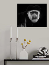guereza Poster och Canvastavla
