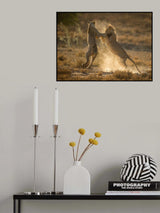 Where dust will fly Poster och Canvastavla