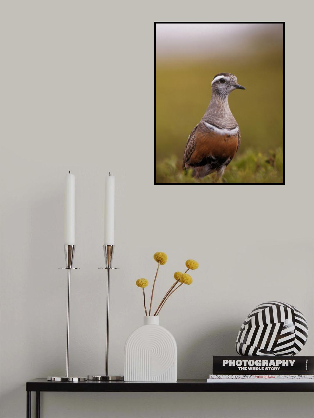 A curious dotterel Poster och Canvastavla