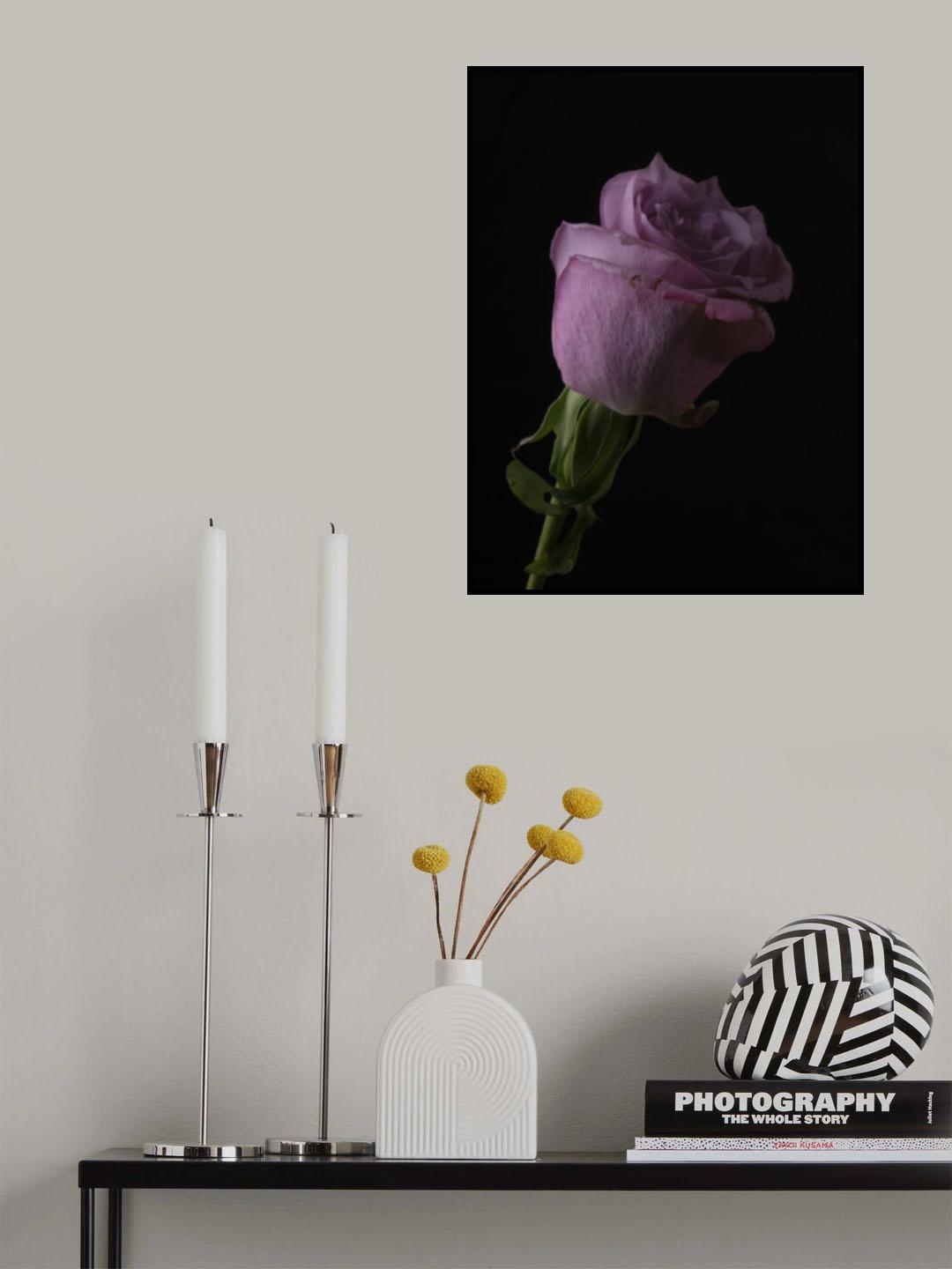 Pink Rose Poster och Canvastavla
