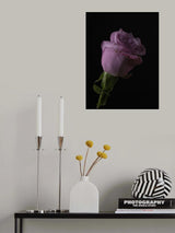 Pink Rose Poster och Canvastavla