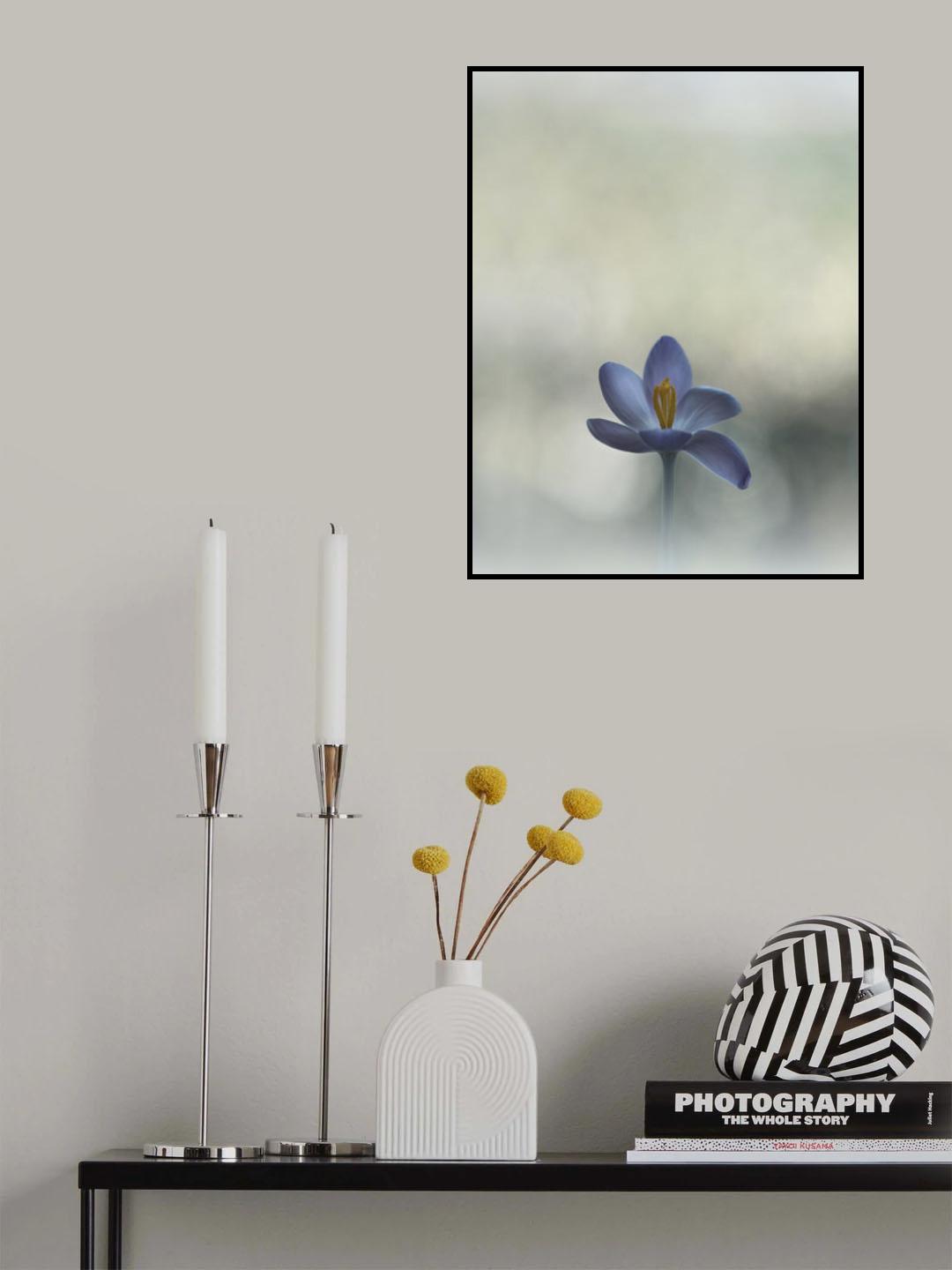 Crocus in the window Poster och Canvastavla