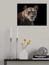 Lioness Portrait Poster och Canvastavla