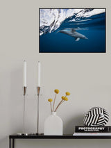 Bottlenose dolphin / Turciops Aduncus Poster och Canvastavla