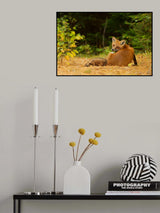 Red Fox - Algonquin Park Poster och Canvastavla