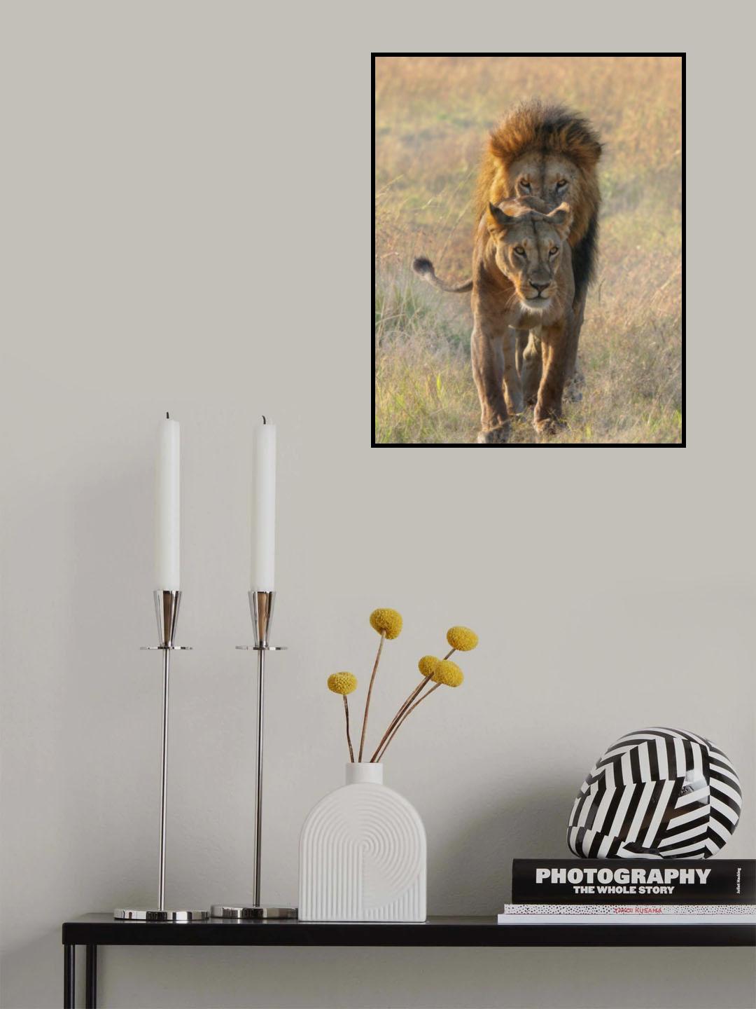 A Pair of Lions Poster och Canvastavla