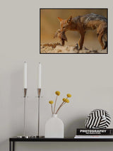 Jackal hunts a dove Poster och Canvastavla