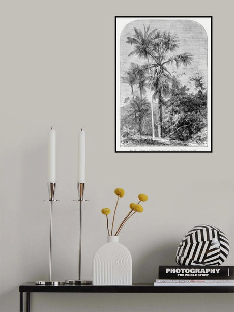 Vintage Palm Tree Drawing Iv Poster och Canvastavla