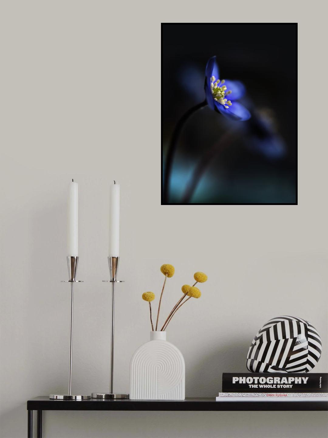 Hepatica nobilis ll Poster och Canvastavla