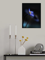 Hepatica nobilis ll Poster och Canvastavla