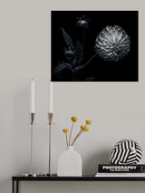 Dahlia Poster och Canvastavla