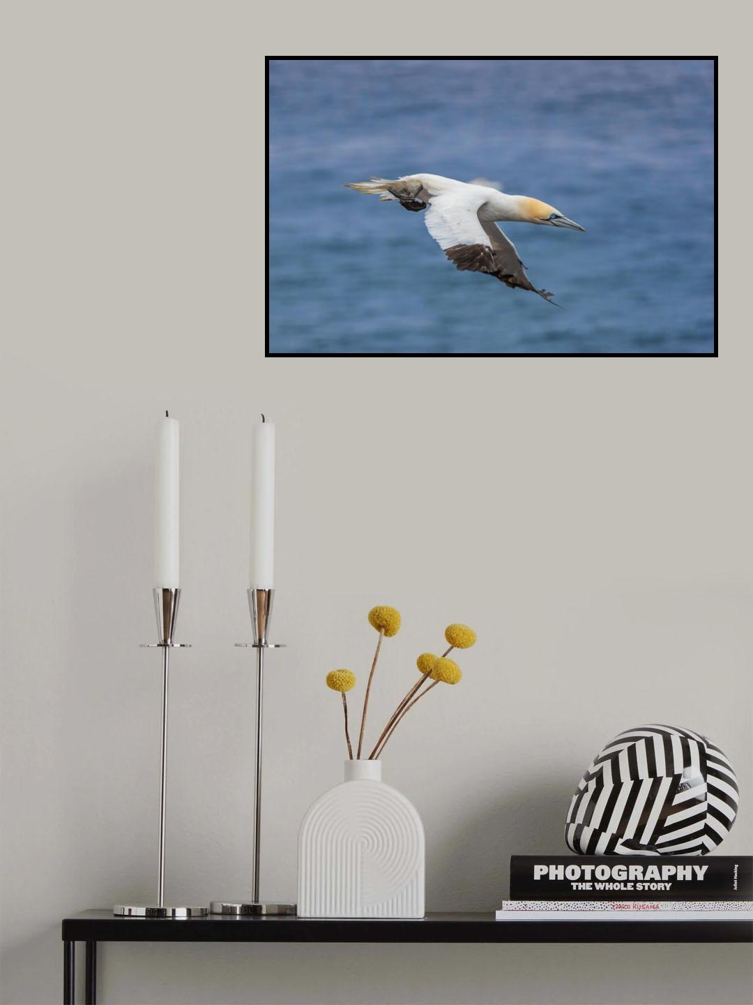 Sula bassana Poster och Canvastavla