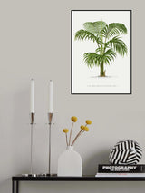 Kentia Vii Poster och Canvastavla